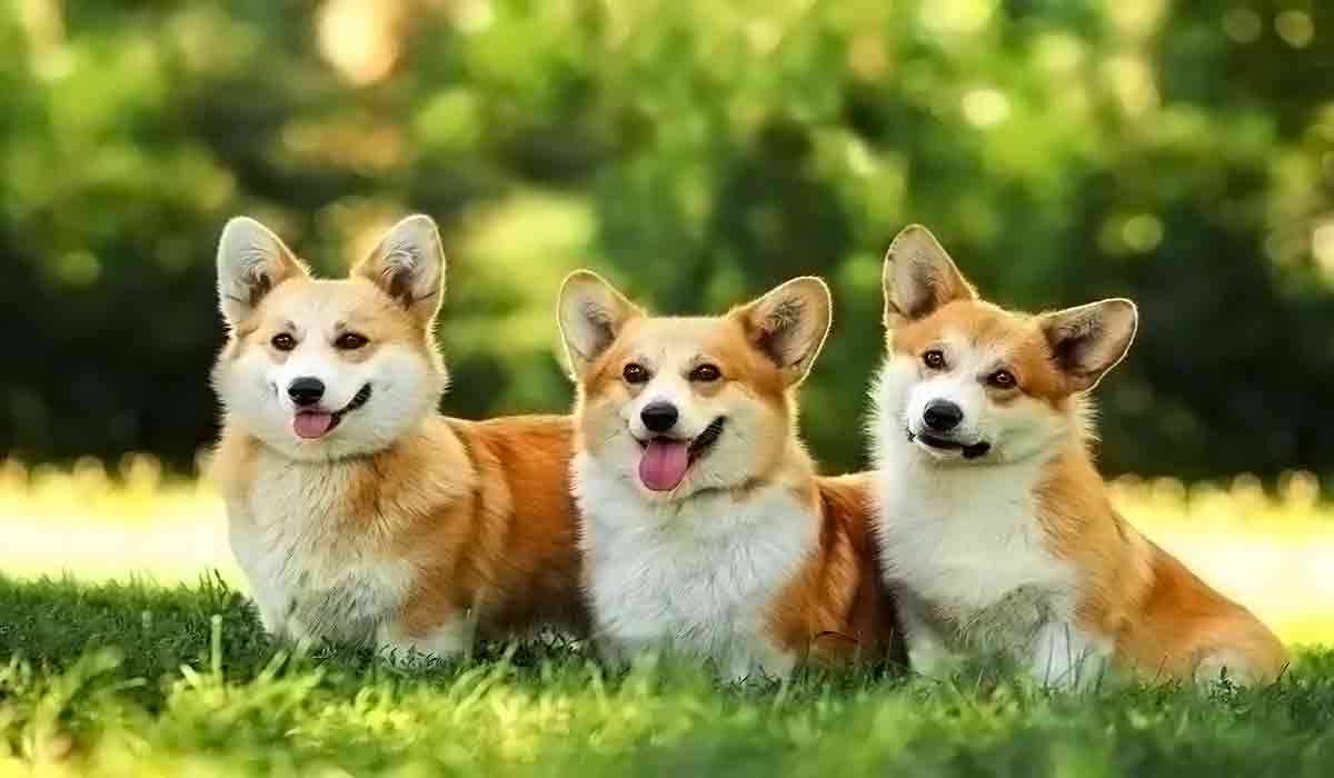 骚扰短信呼叫软件